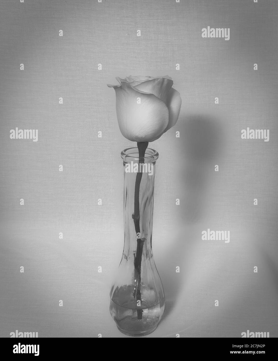 Rosa gialla in vaso con sfondo bianco e nero a colori e bianco e nero Foto Stock