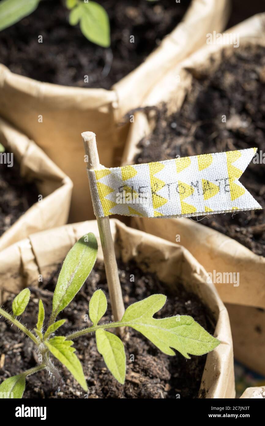 HomeGrowing varie piantine di pomodoro in Tetraplack fai da te pentole di piante Foto Stock