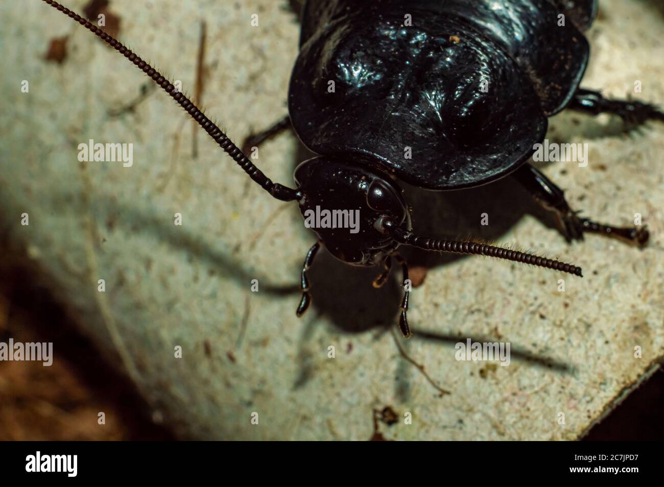 Primo piano di Madagascar sissing roach Foto Stock