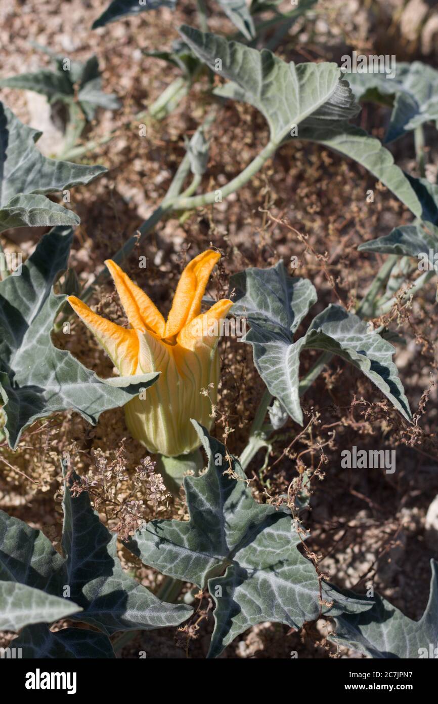 Fioritura di Cucurbita palmata, Cucurbitaceae, pianta erbacea nativa perenne alla periferia di Palme Twentinine, deserto del Mojave meridionale, primavera. Foto Stock