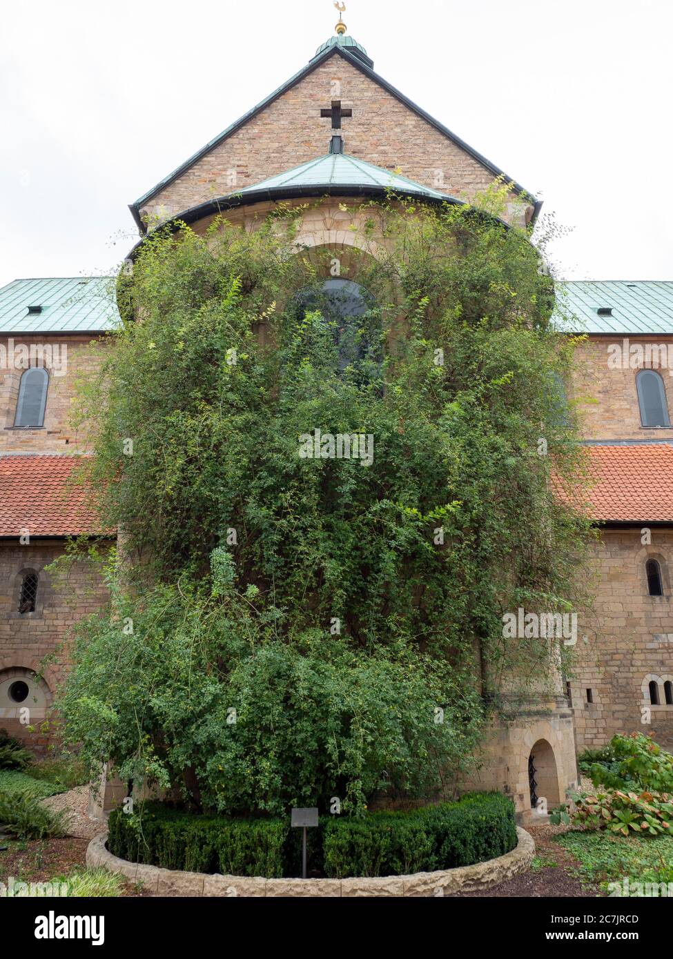 Alta Cattedrale di Hildesheim, millenaria rosa cespuglio, Hildesheim, Patrimonio Mondiale dell'UNESCO, bassa Sassonia, Germania Foto Stock