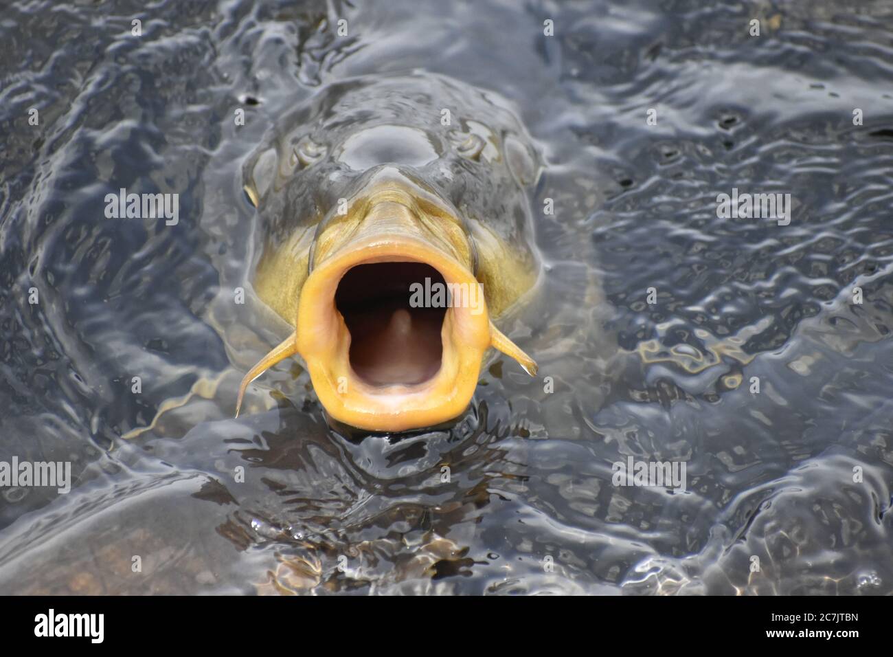 Una bella foto closeup di pesce in un lago a Jammu India. Foto Stock