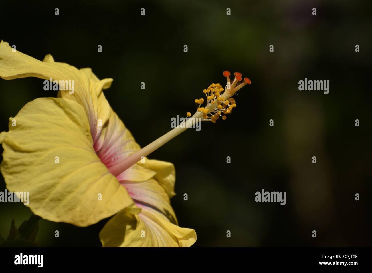 Una bella foto di fiori in un giardino. Foto Stock