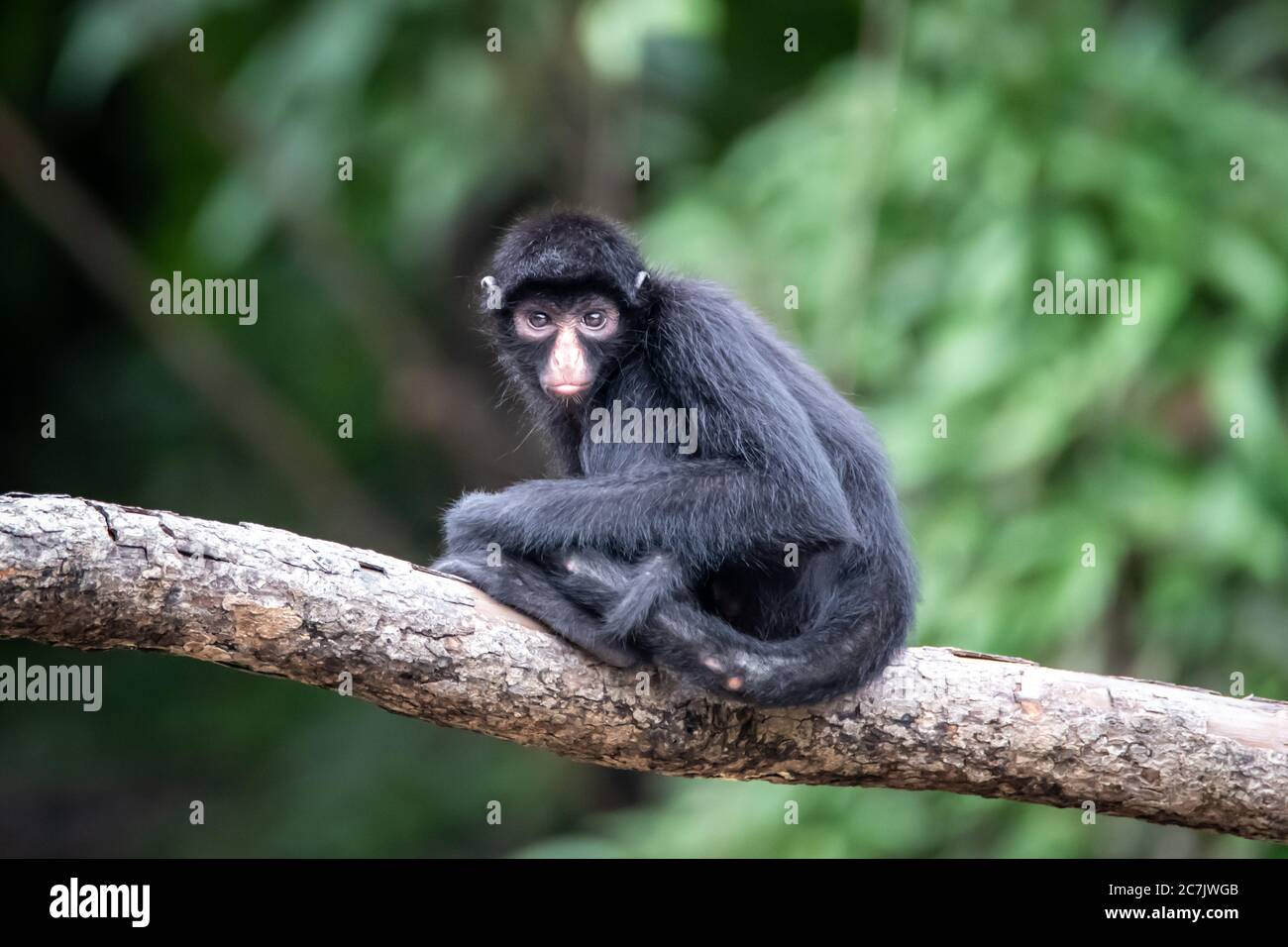 Scimmia ragno peruviana (Ateles camek) nell'Amazzonia Foto Stock