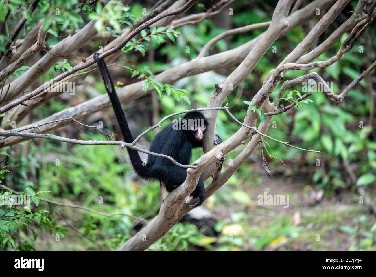 Scimmia ragno peruviana (Ateles camek) nell'Amazzonia Foto Stock