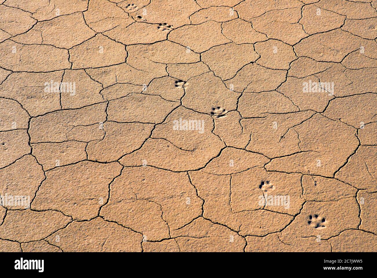 Tracce di un animale sul terreno essiccato e fessurato. Sfondo Foto Stock