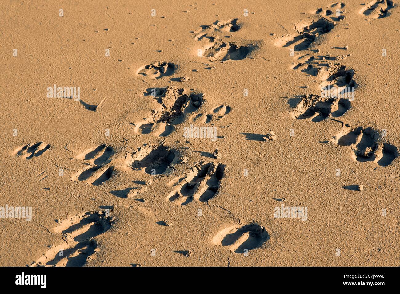 Le tracce di mandria di mucche nella sabbia. Scatto orizzontale all'esterno. Foto Stock