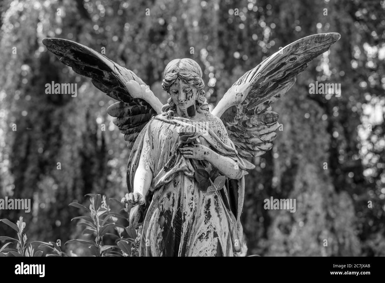 Statua dell'Angelo, rosa rossa, b / w, cimitero di Ohlsdorf, Amburgo, Foto Stock