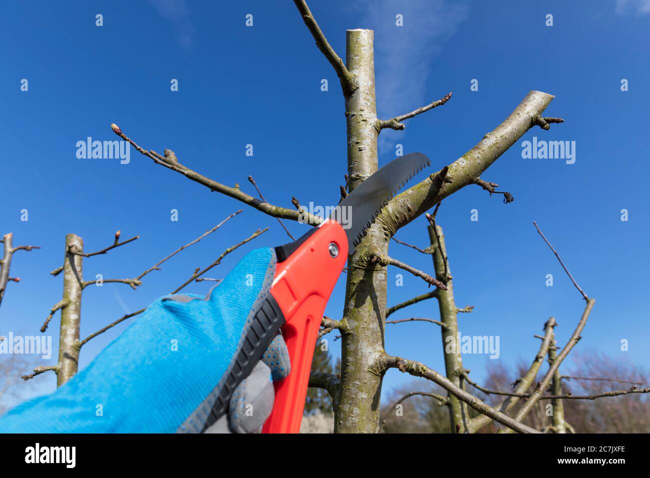 Pera, sega di ramo, potatura, lama di sega, taglio di albero, giardino, Wilhelmshaven, Foto Stock