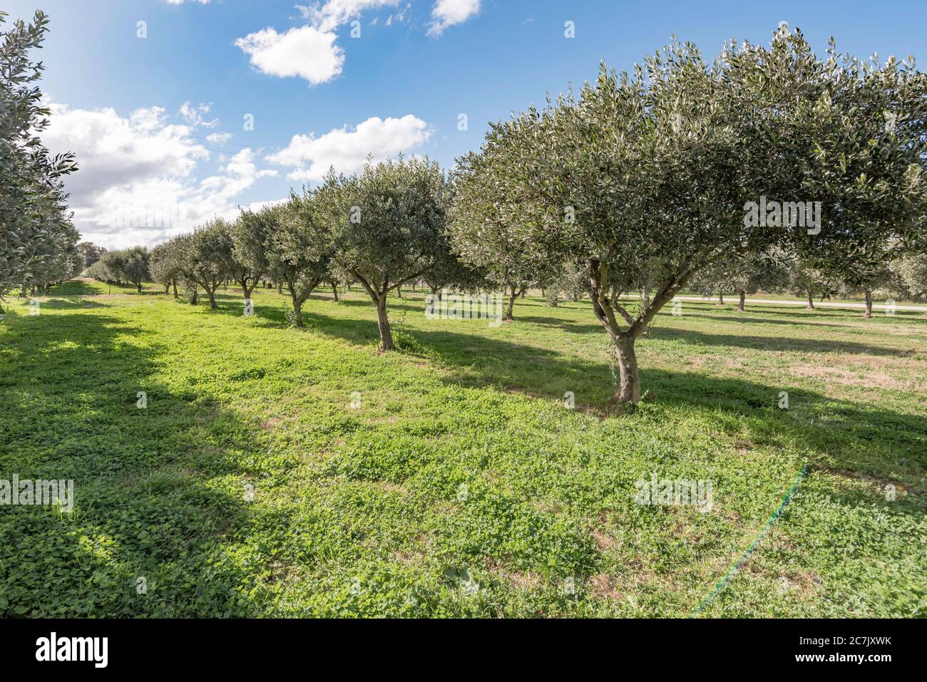 Linee di olivi in inverno presso l'azienda agricola Olive Nest nella città regionale del medio ovest di Mudgee nel nuovo Galles del Sud, Australia Foto Stock