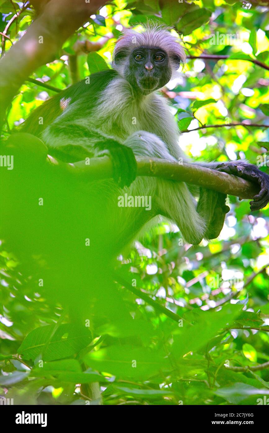 Tanzania, Arcipelago di Zanzibar, Isola di Unguja (Zanzibar), scimmia colobus rossa di Zanzibar (Procolobus badius kirkii) Foto Stock