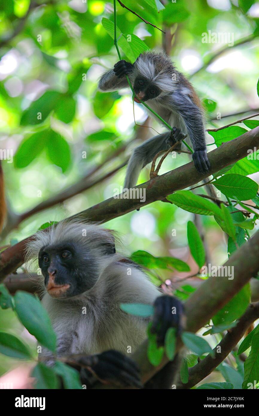 Tanzania, Arcipelago di Zanzibar, Isola di Unguja (Zanzibar), scimmia colobus rossa di Zanzibar (Procolobus badius kirkii) Foto Stock