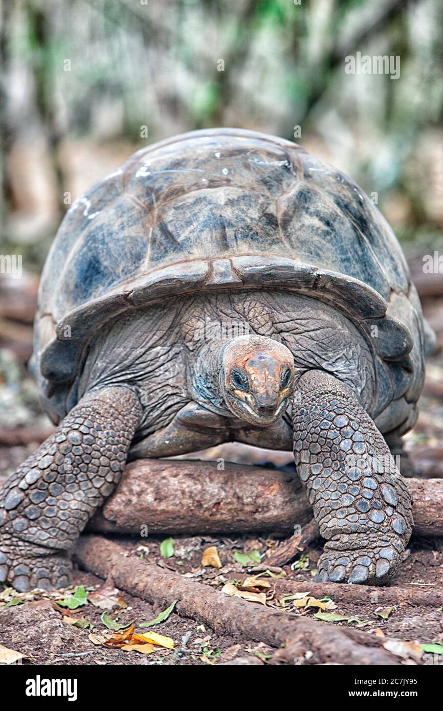 Una delle 157 tartarughe giganti del Parco dell'Isola della prigione, Parco nell'isola al largo della Città di pietra del Campidoglio di Zanzibar (Tanzania), sotto una grave minaccia di estinzione a causa di un bracconaggio intenso, le tartarughe sono ora in un programma di alta protezione, l'Africa Foto Stock