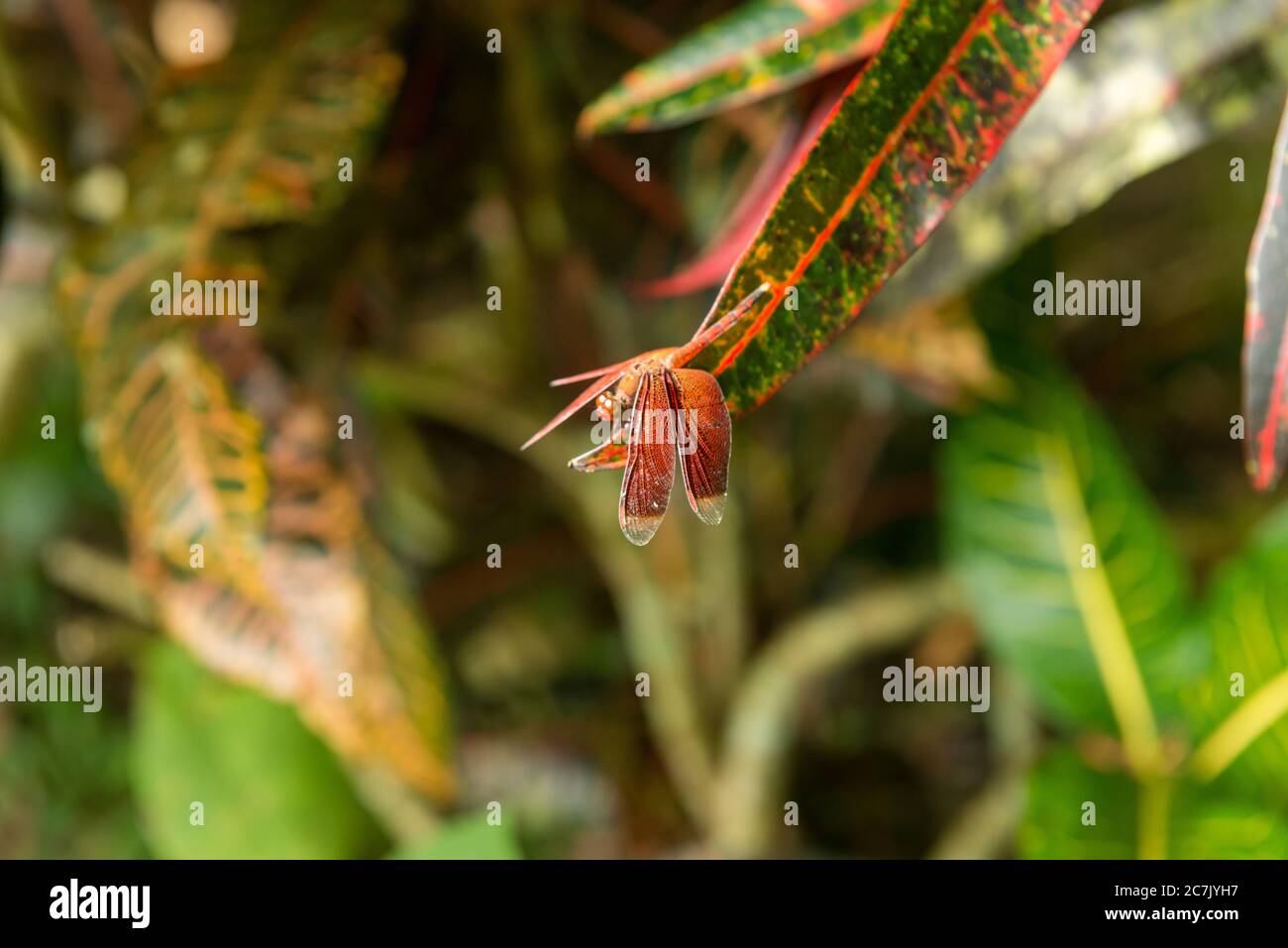 Vista della Foresta delle scimmie sacre a Ubud Foto Stock
