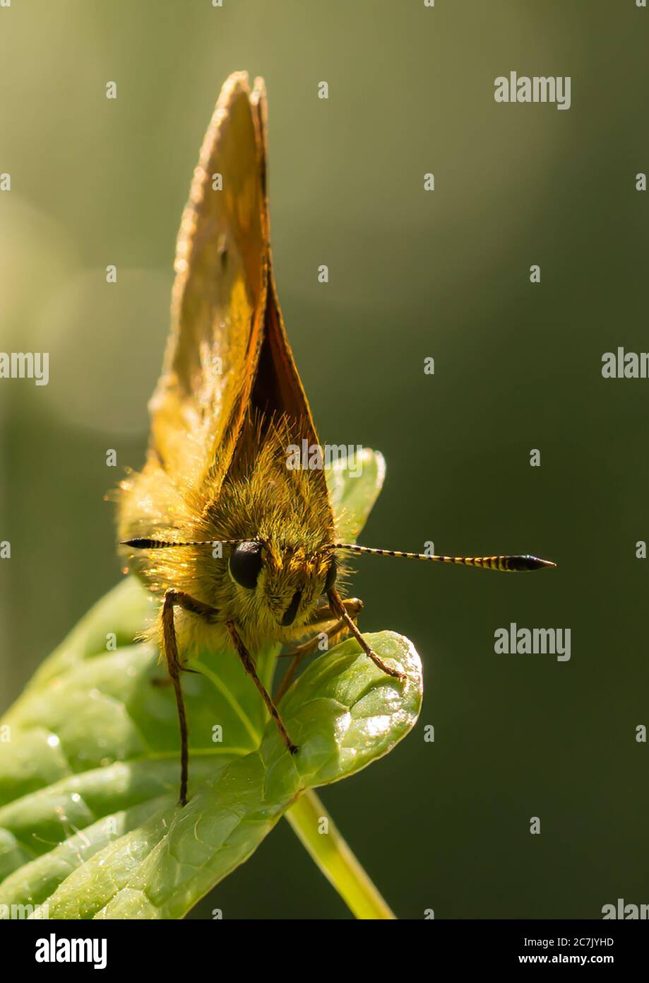 Un grande skipper poggiato su una foglia al sole. Foto Stock