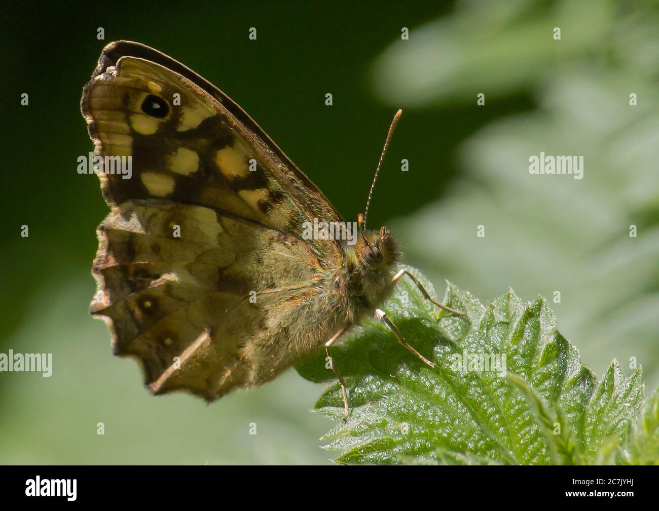 Una farfalla di legno con zappi poggiata su una foglia di ortica Foto Stock