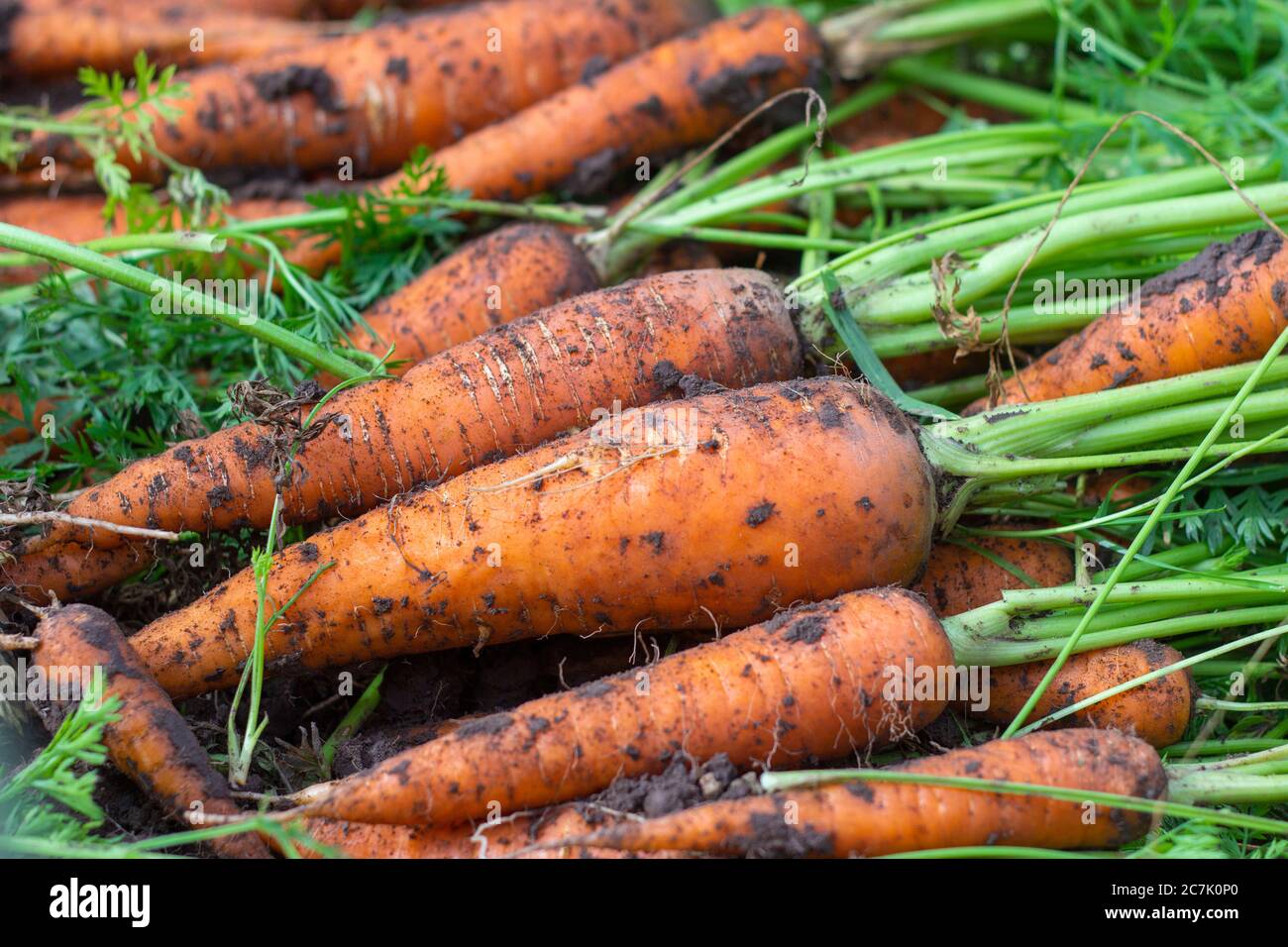 Carote appena scavate con cime a terra. Grandi carote succose non lavate in un campo sul terreno close-up.Harvest.Autumn Foto Stock