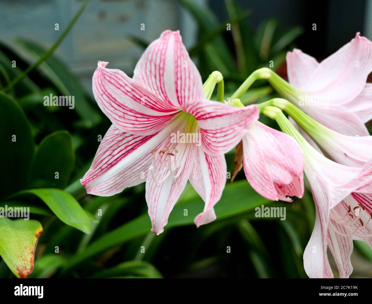 Primo piano di fiori di giglio di colore rosso e bianco nel giardino Foto Stock