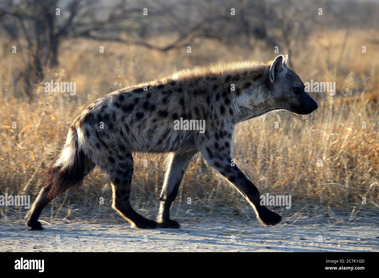 La iena camminando sulla strada sterrata nel bosco al Parco Nazionale di Kruger Foto Stock