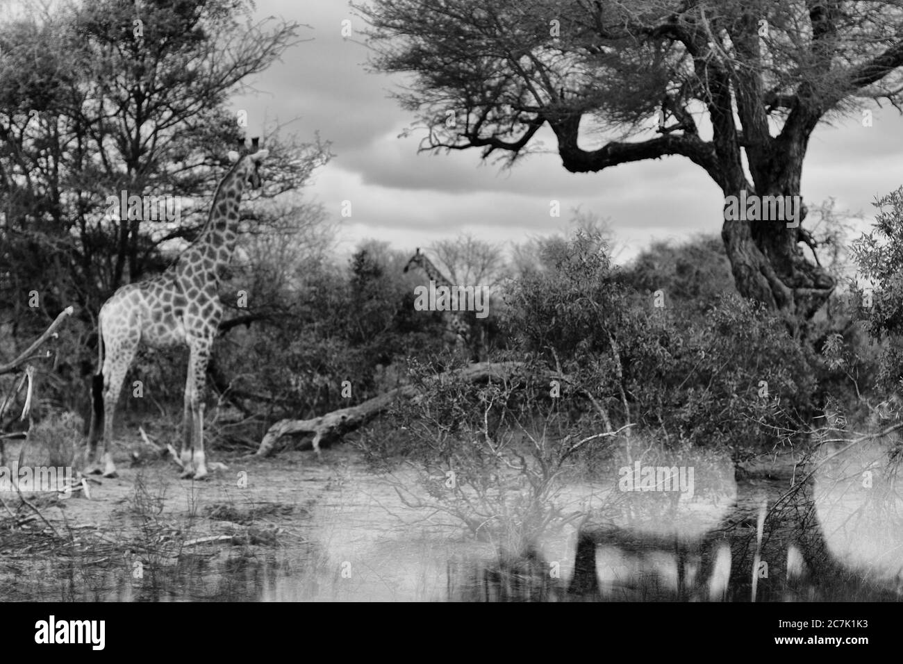Giraffe, Giraffa camelopardalis, nel Parco Nazionale Kruger, Sudafrica, la giraffa è un mammifero ungulato africano dalla punta uniforme, il più alto animale terrestre vivente e il più grande ruminante, Foto Stock