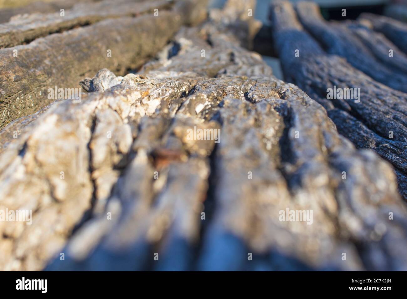 colpo profondo di vecchio ceppo di legno tagliato Foto Stock