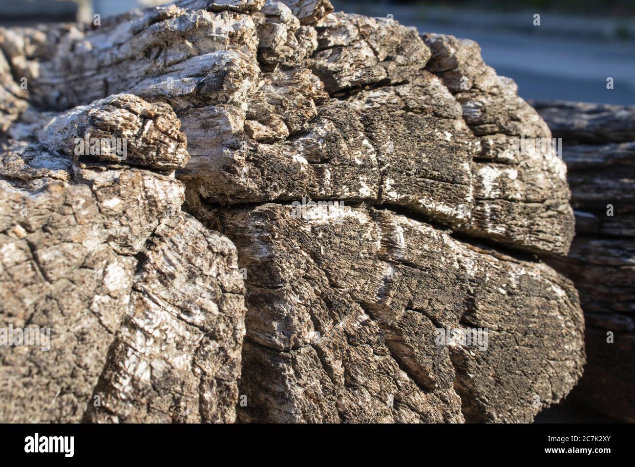 aspetto di vecchio ceppo di legno tagliato Foto Stock