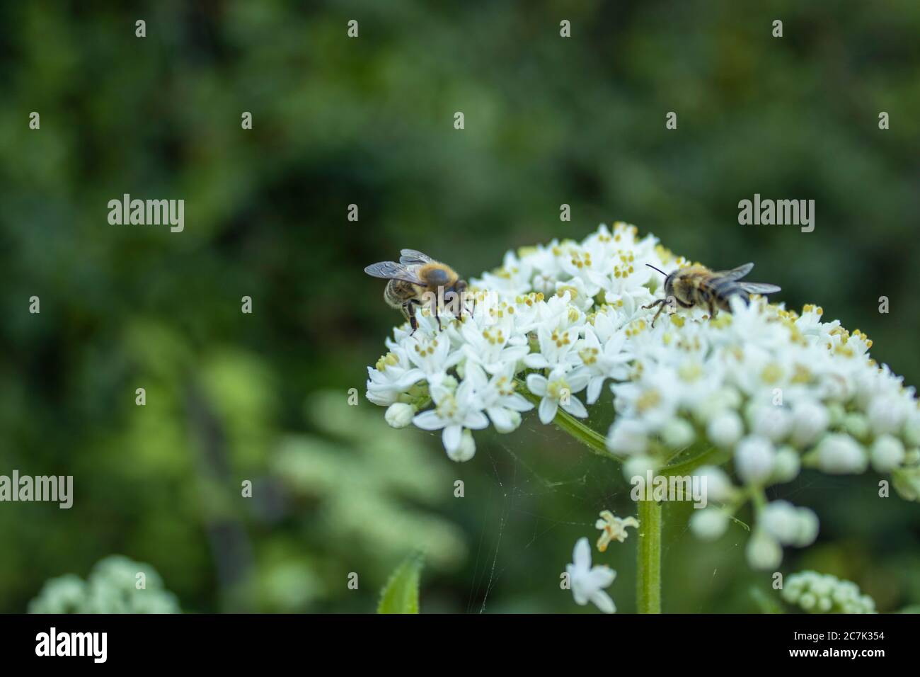 Api da miele che raccolgono miele da fiore bianco selvatico nella foresta Foto Stock