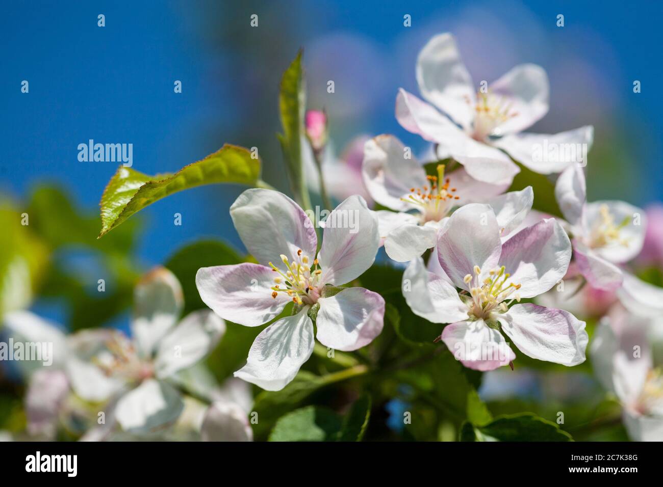 Albero di frutta fiorito bianco, rami di fiori Foto Stock