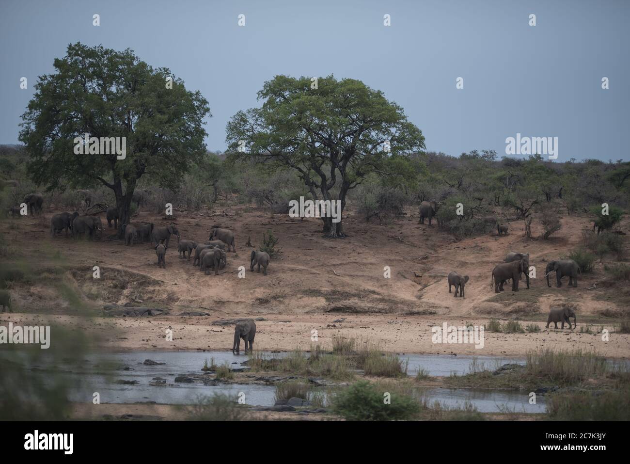 Bella mandria di elefanti africani Foto Stock
