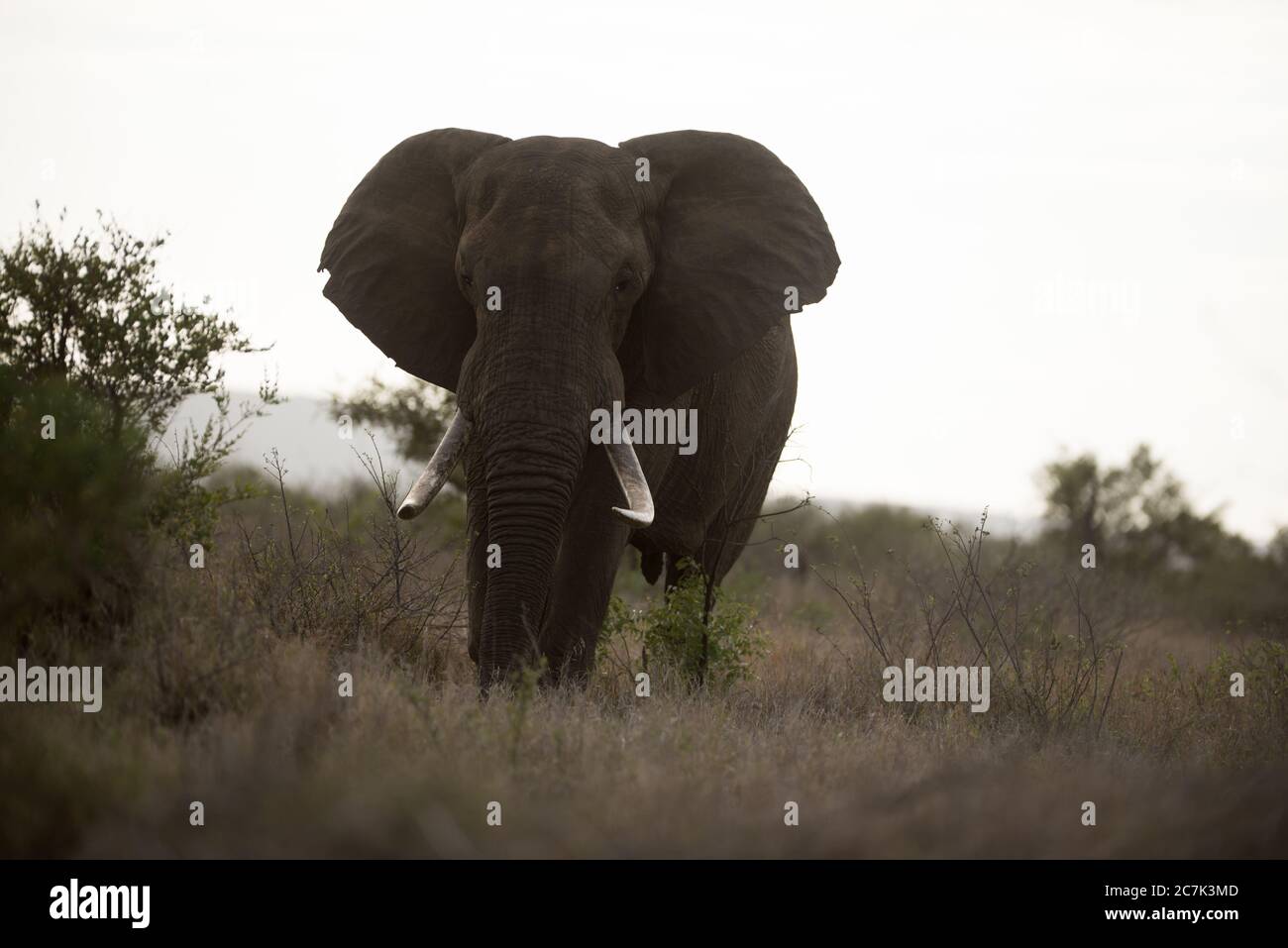 Bellissimo scatto di un elefante africano con uno sfondo sfocato Foto Stock