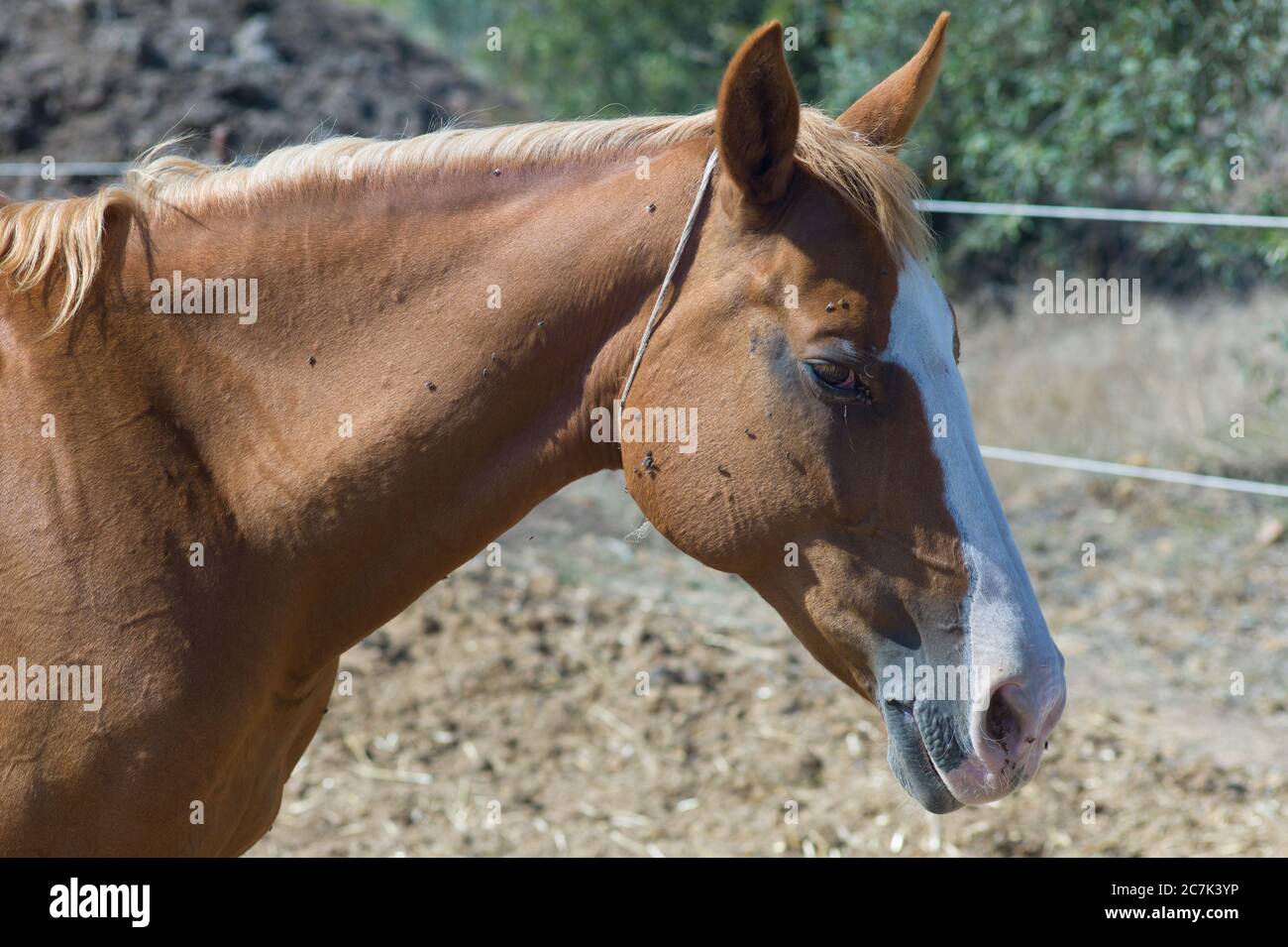 Cavallo marrone con bianco blaze in un campo di sabbia ha un sacco di mosche sulla testa, sul collo e intorno agli occhi. Paesaggio estivo caldo e asciutto. Vista laterale Foto Stock