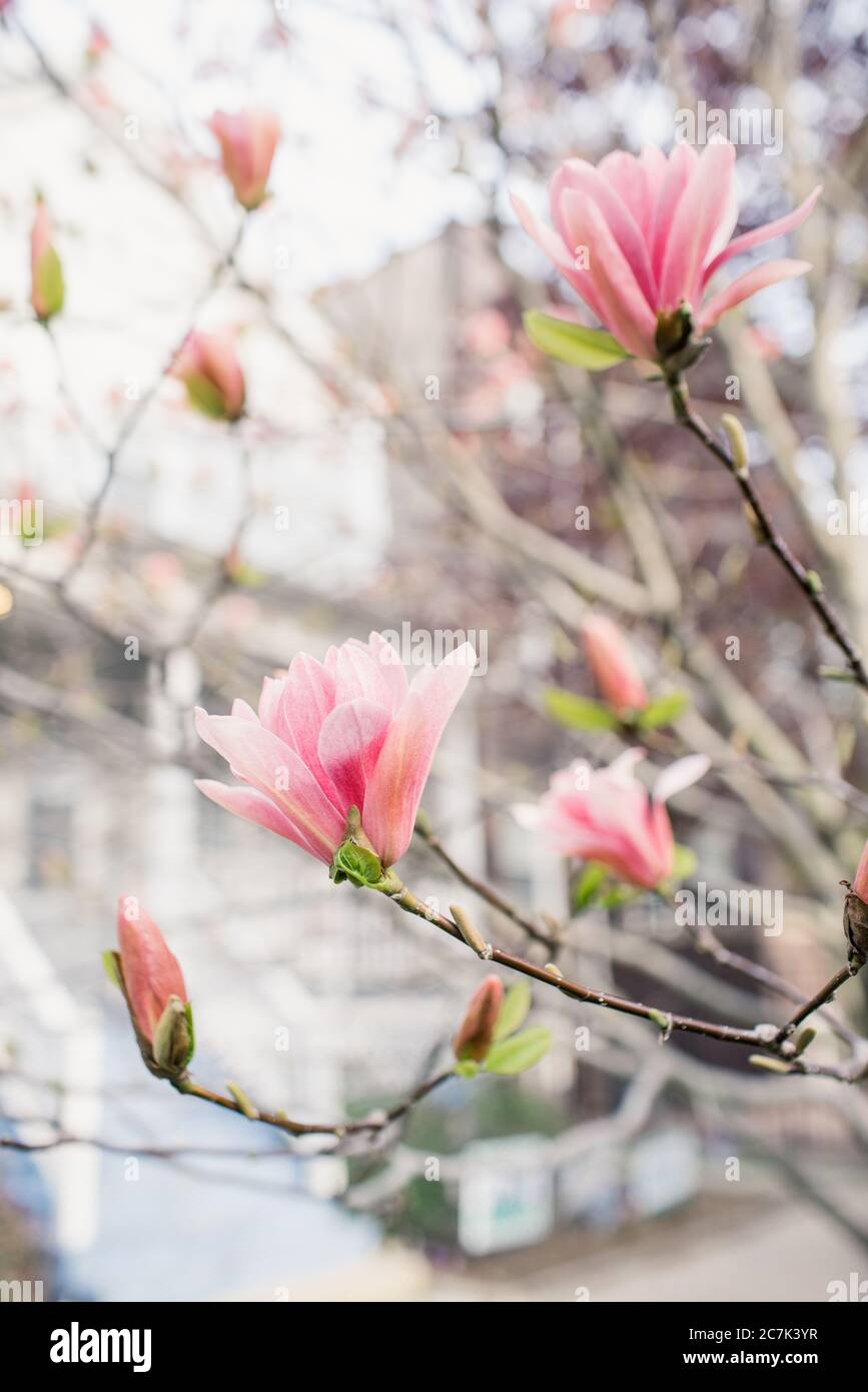 Primo piano di un albero di magnolia rosa Foto Stock