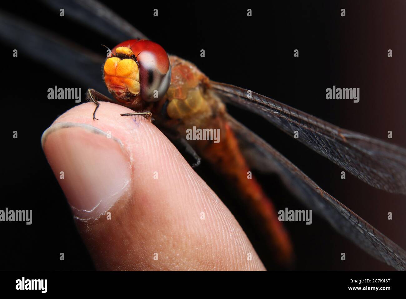 Libellula scarlatto (Crocotemis erythraea) seduto sul dito Foto Stock