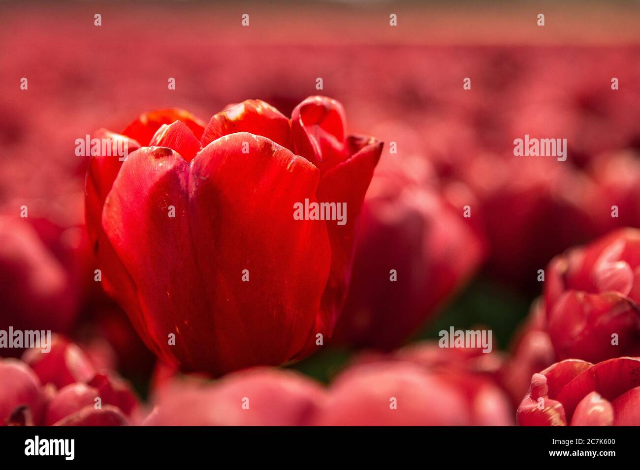 Primo piano di un fiore rosso con sfondo sfocato Foto Stock