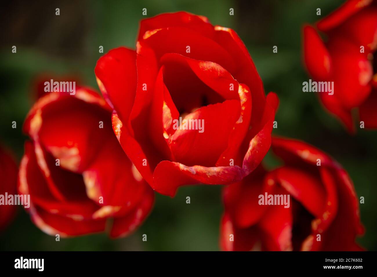 Primo piano di un fiore rosso con sfondo sfocato Foto Stock