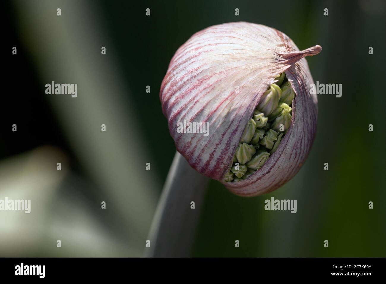 Cipolle in fiore preparate per rivelare i loro semi, esperienza botanica Foto Stock