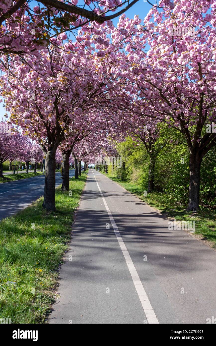 Germania, Sassonia-Anhalt, Magdeburgo: Alberi di ciliegio giapponesi, viale  dei ciliegi in fiore Foto stock - Alamy