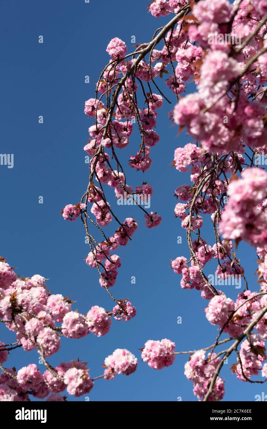 Fiori di ciliegio, alberi di ciliegio giapponesi Foto Stock