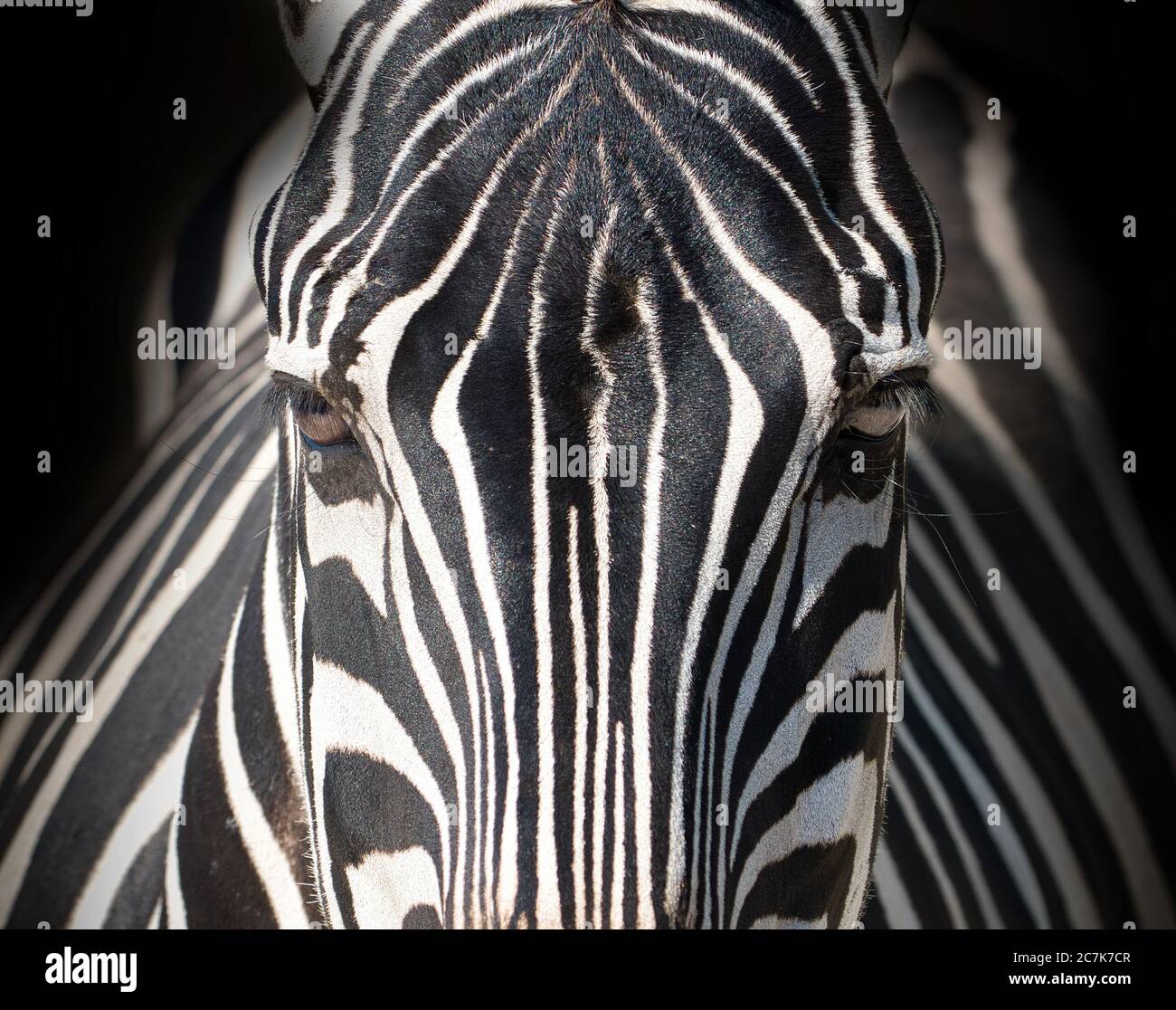 Primo piano ritratto di una zebra, che mostra sorprendenti strisce bianche e nere, occhi e motivi naturali della fauna selvatica. Foto Stock