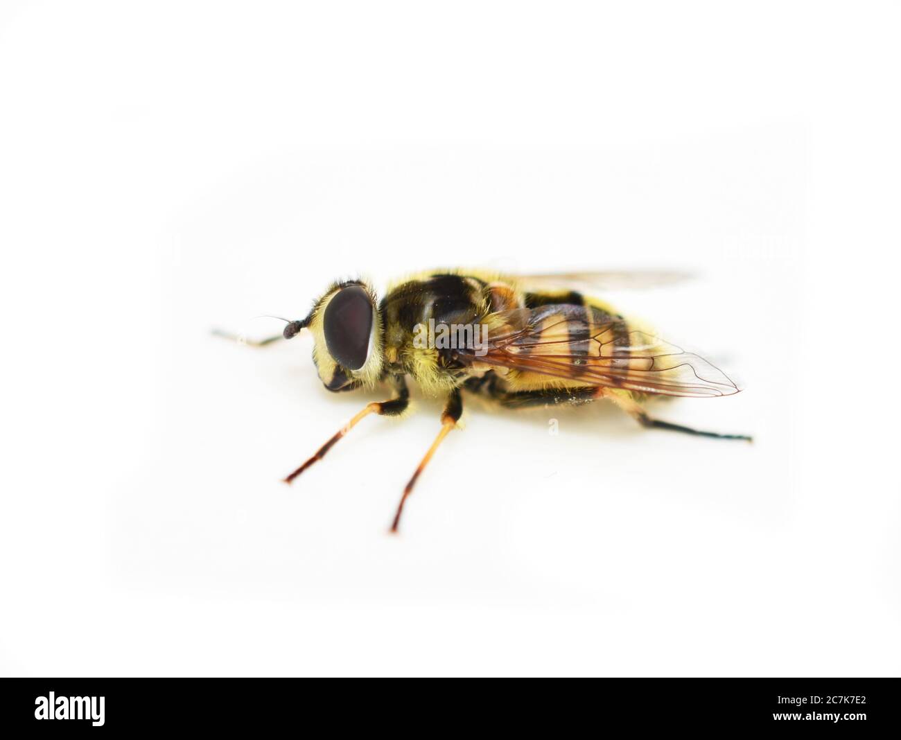 La volata Myathropa florea mimetico waspa isolato su sfondo bianco Foto Stock
