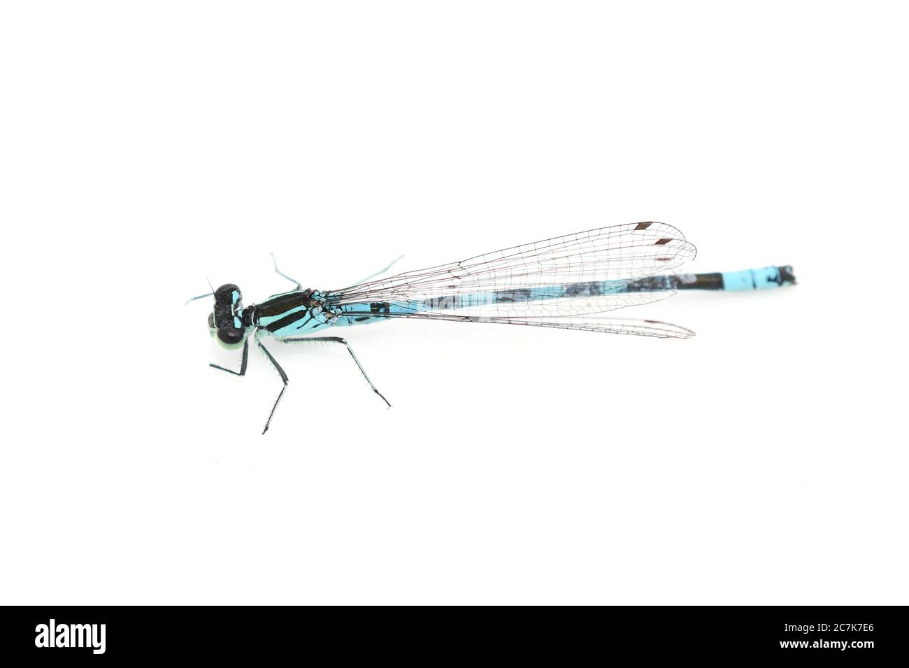 Eurasian bluet Coenagrion blu damselfly isolato su sfondo bianco Foto Stock
