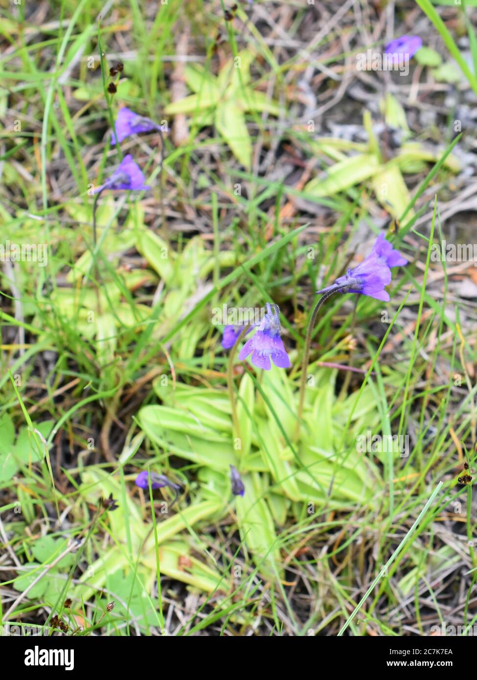 La pianta insettivora butterwort comune Pinguicula vulgaris rosetta appiccicosa e fiore viola in ambiente naturale Foto Stock