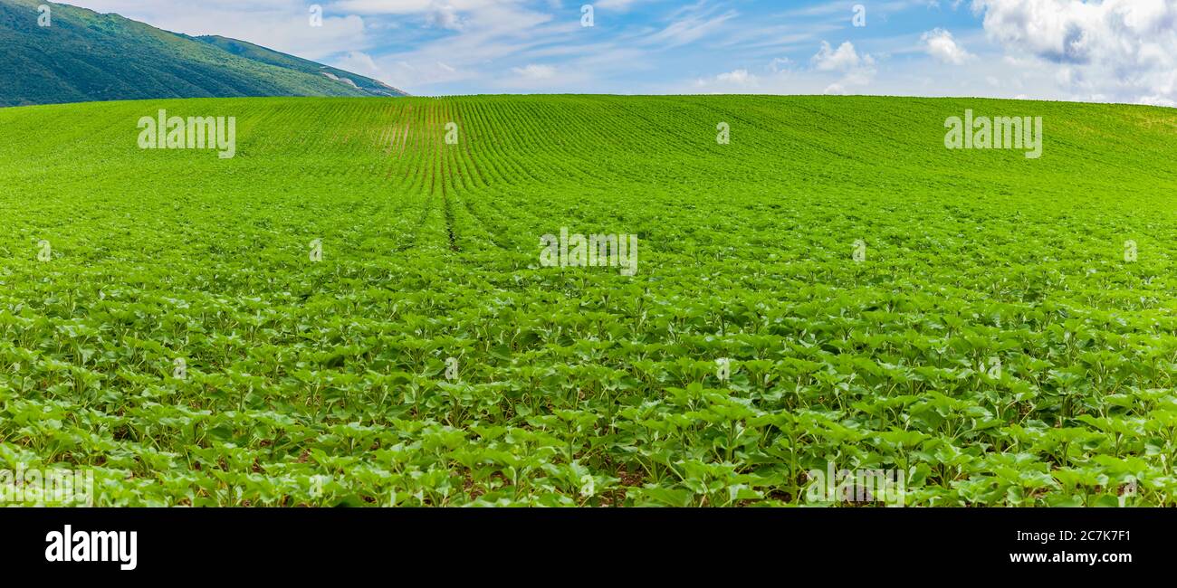 Piantagione di tabacco a Pamplona in Navarra, Spagna Foto Stock