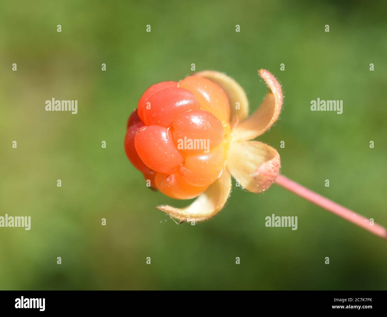 Pianta di Cloudberry con frutta matura di colore arancio che cresce in una foresta Foto Stock