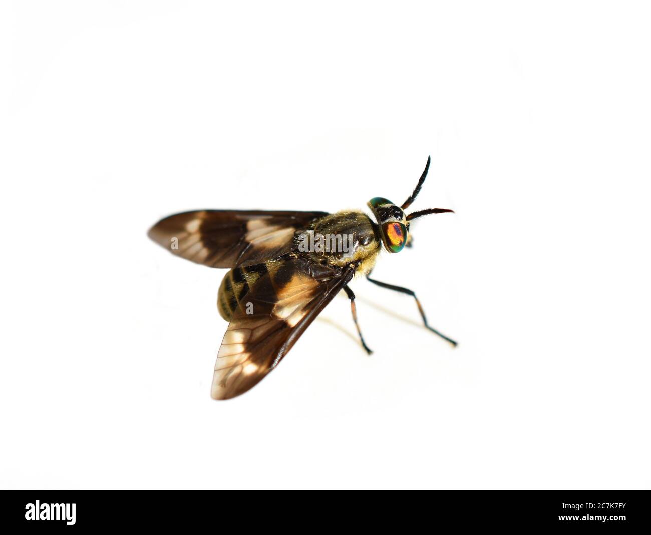 Il doppio lobato Deerfly Chrysls relictus pest pinging volare isolato su sfondo bianco Foto Stock