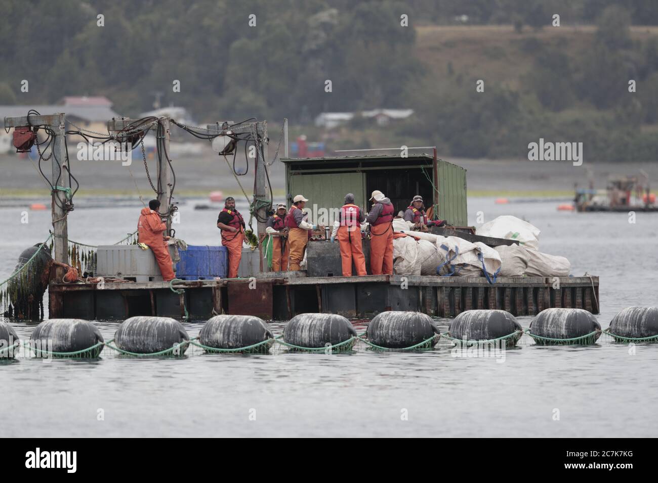 Mitili acquacoltura Farm, Golfo di Ancud, vicino Puerto Montt, Cile del Sud 2020 febbraio Foto Stock