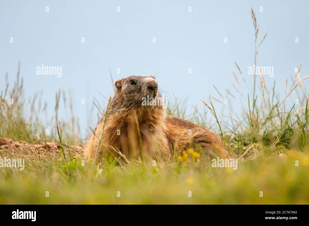Marmotta alpina, marmota marmota, col de Pal, Bagà, Catalogna, Spagna Foto Stock