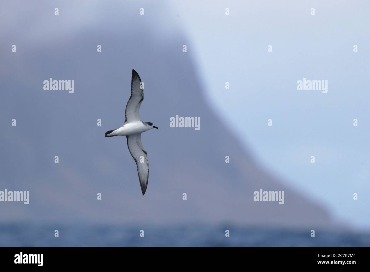 Isla Alejandro Selkirk, Juan Fernandez Group, Cile, con vista dal basso di Juan Fernandez Petrel (Pterodroma externa) di fronte, 2020 marzo Foto Stock