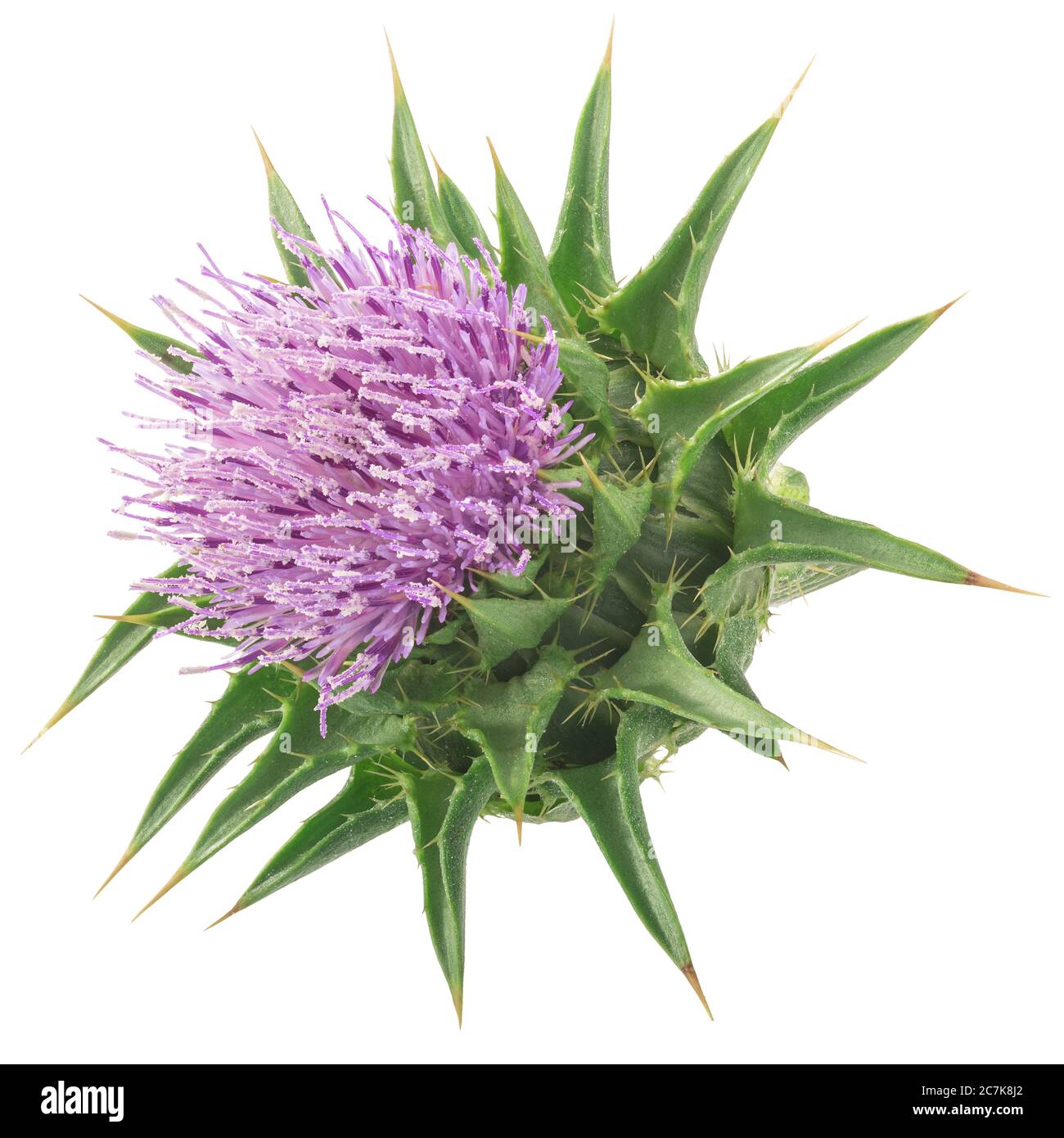 Il fiore del tistolo del latte (Silybum marianum) isolato Foto Stock