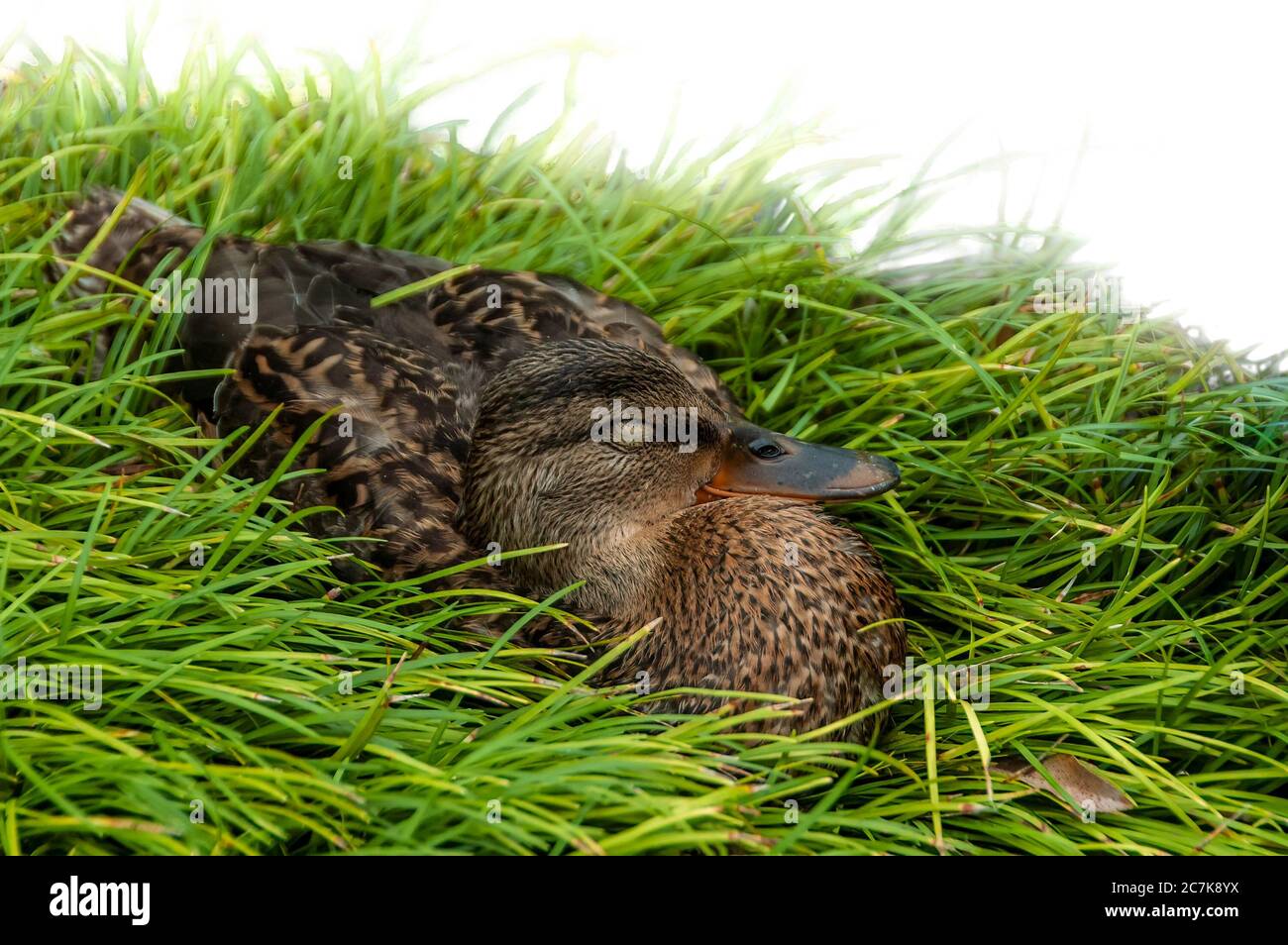 Closeup di anatra marrone addormentato nell'erba. Foto Stock